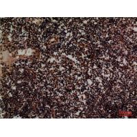 CD1D Polyclonal Antibody