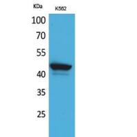 CD1E Polyclonal Antibody