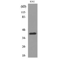 CD1E Polyclonal Antibody