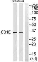 CD1e Polyclonal Antibody