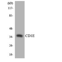 CD1e Polyclonal Antibody