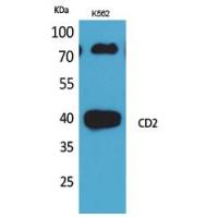 CD2 Polyclonal Antibody
