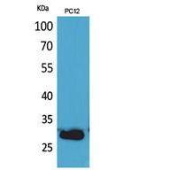 CD200 Polyclonal Antibody