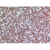 CD200 Polyclonal Antibody
