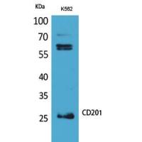 CD201 Polyclonal Antibody