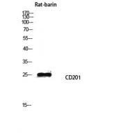 CD201 Polyclonal Antibody