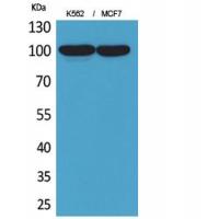 CD203c Polyclonal Antibody