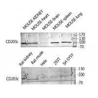 CD203c Polyclonal Antibody