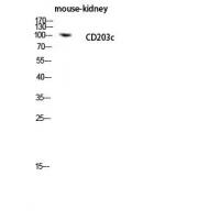 CD203c Polyclonal Antibody