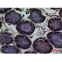 CD203c Polyclonal Antibody