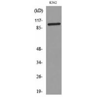 CD203c Polyclonal Antibody