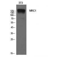CD206 Polyclonal Antibody