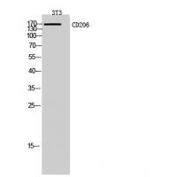 CD206 Polyclonal Antibody