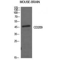 CD209 Polyclonal Antibody