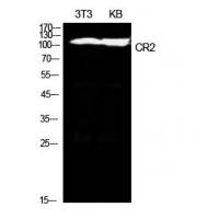 CD21 Polyclonal Antibody
