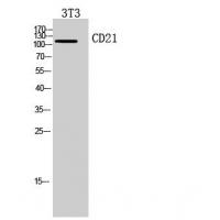 CD21 Polyclonal Antibody