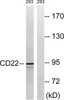 CD22 Polyclonal Antibody