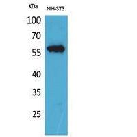 CD223 Polyclonal Antibody