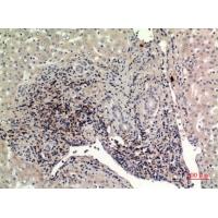 CD225 Polyclonal Antibody