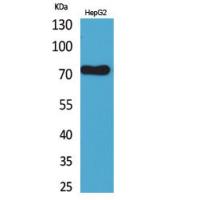 CD229 Polyclonal Antibody