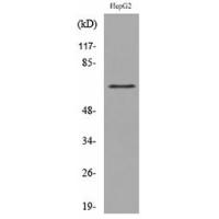 CD229 Polyclonal Antibody