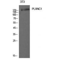 CD232 Polyclonal Antibody