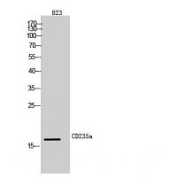CD235a Polyclonal Antibody