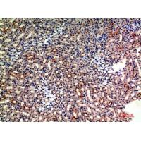 CD235a Polyclonal Antibody