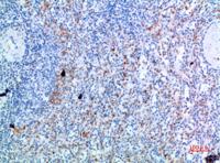 CD236 Polyclonal Antibody