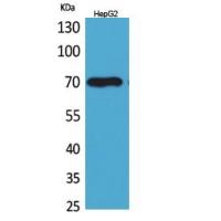 Glypican-3 Polyclonal Antibody