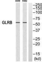 GlyRβ Polyclonal Antibody