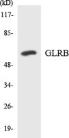 GlyRβ Polyclonal Antibody