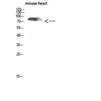 CD238 Polyclonal Antibody
