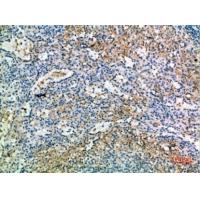 CD238 Polyclonal Antibody