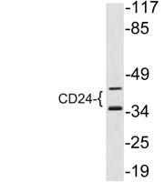 CD24 Polyclonal Antibody