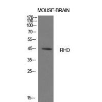 CD240d Polyclonal Antibody