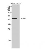 CD240d Polyclonal Antibody