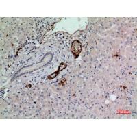 CD241 Polyclonal Antibody