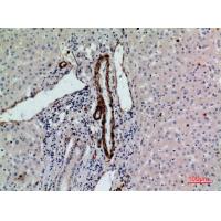 CD241 Polyclonal Antibody