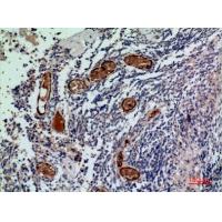 CD241 Polyclonal Antibody