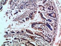 CD242 Polyclonal Antibody