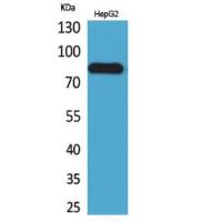 CD248 Polyclonal Antibody