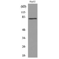 CD248 Polyclonal Antibody