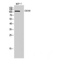 CD249 Polyclonal Antibody