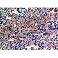 CD249 Polyclonal Antibody