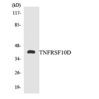 CD264 Polyclonal Antibody