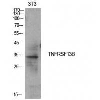 CD267 Polyclonal Antibody