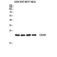 CD269 Polyclonal Antibody