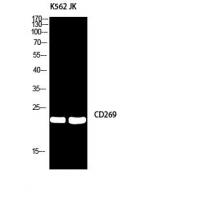 CD269 Polyclonal Antibody