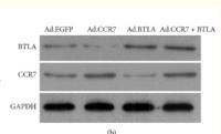 CD272 Polyclonal Antibody